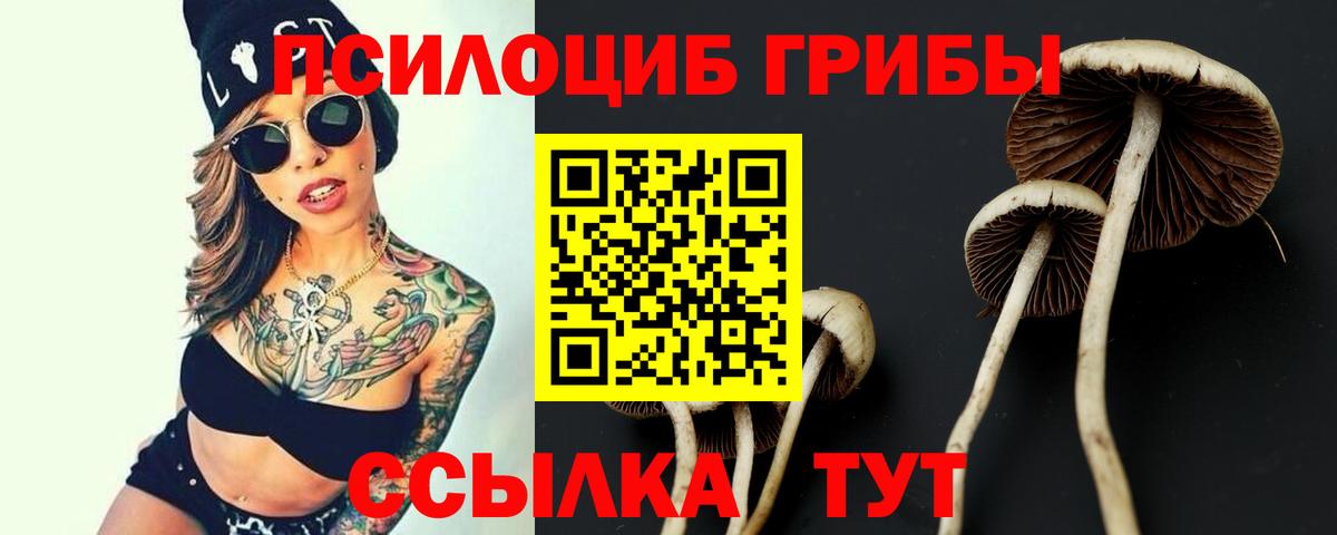 Галлюциногенные грибы Psilocybe Подольск